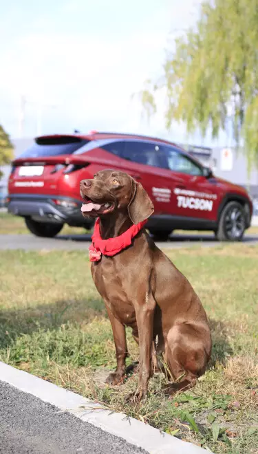 DOGTÓBER – Egy kutyajó ügy